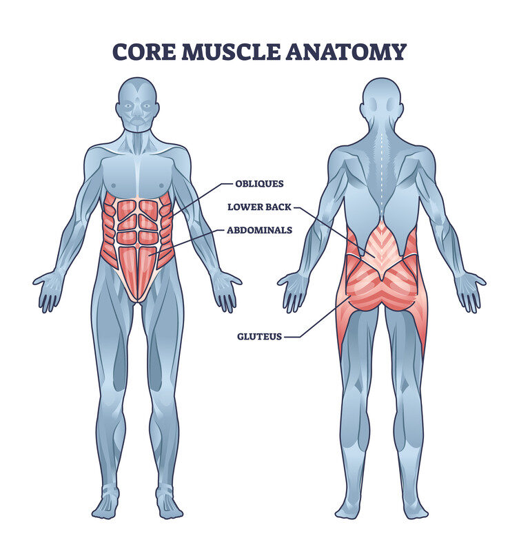 core muscles core muscles