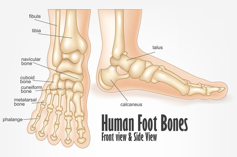 foot bone foot bone