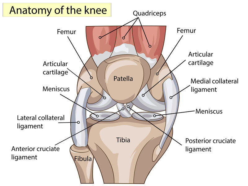 knee