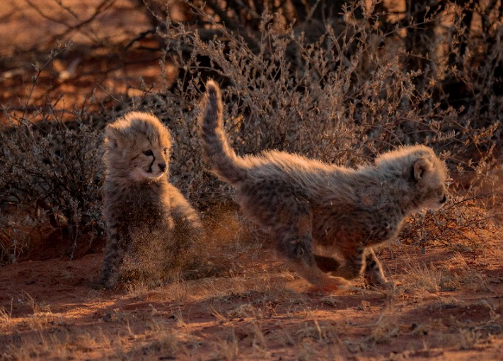 cheetah cubs running