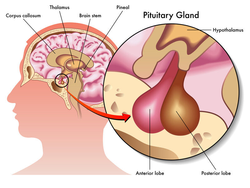 pituitary gland