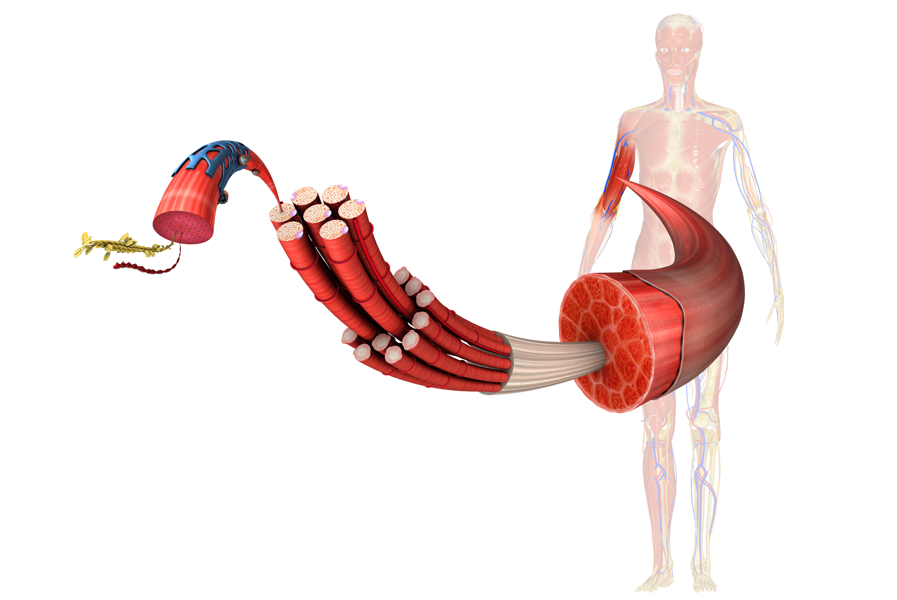 protein action in muscles