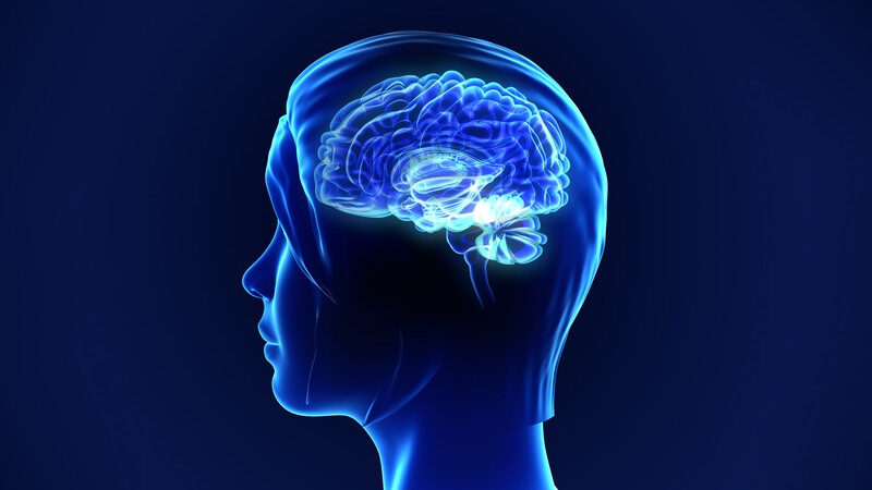 brain