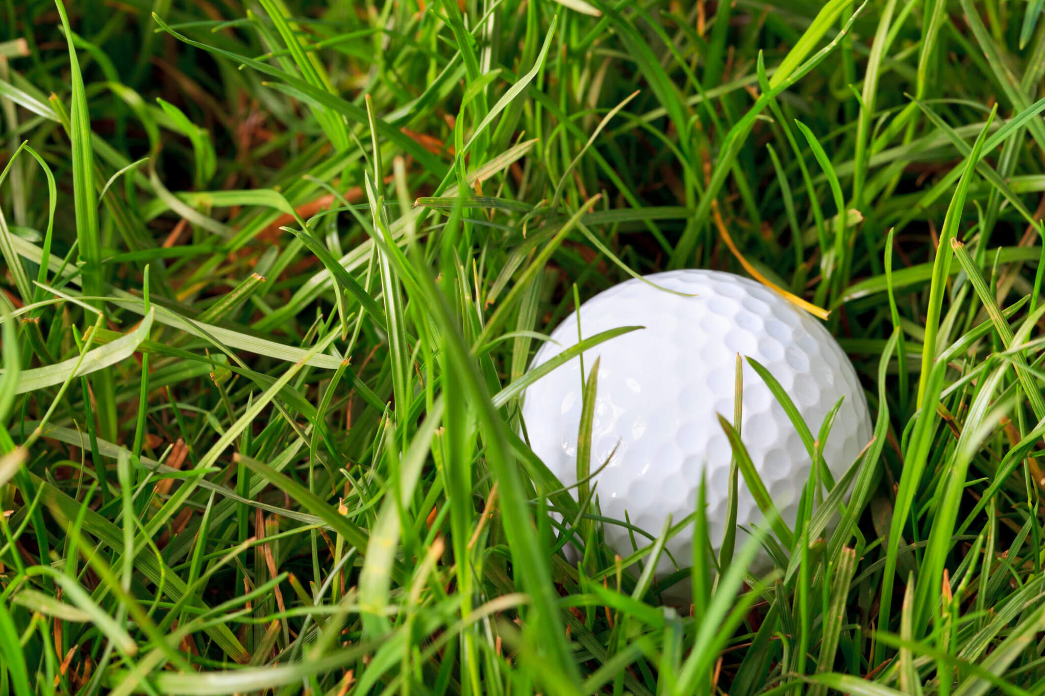 golf ball in the rough